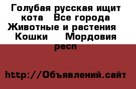 Голубая русская ищит кота - Все города Животные и растения » Кошки   . Мордовия респ.